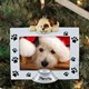 Show off your favorite pet with our personalized pet photo ornament. 